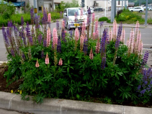 ルピナスの花 高速道路の壁面や空き地などで 広範囲に広がって咲いているのを見かけました 北海道で出合った植物 その6 しろうと自然科学者の自然観察日記 楽天ブログ