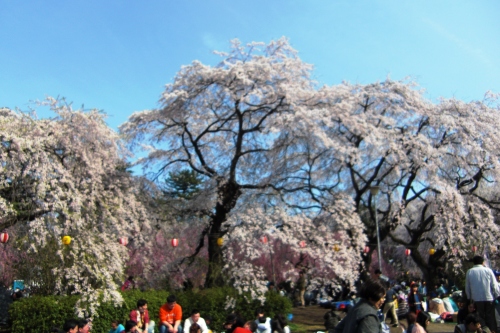 2015榴ヶ岡桜祭り (6).JPG