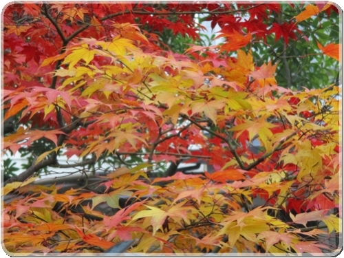 0985最後の紅葉_0985.jpg