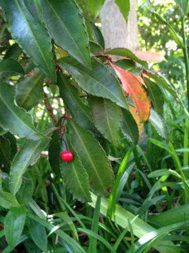 IMG_9290 (480x640).jpg