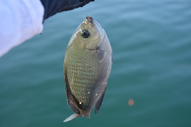 showPhoto (640×426)