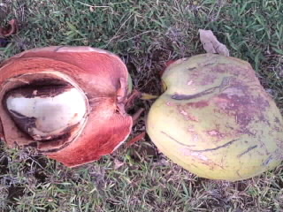 真っ二つのココナッツの実_ヒロ2014