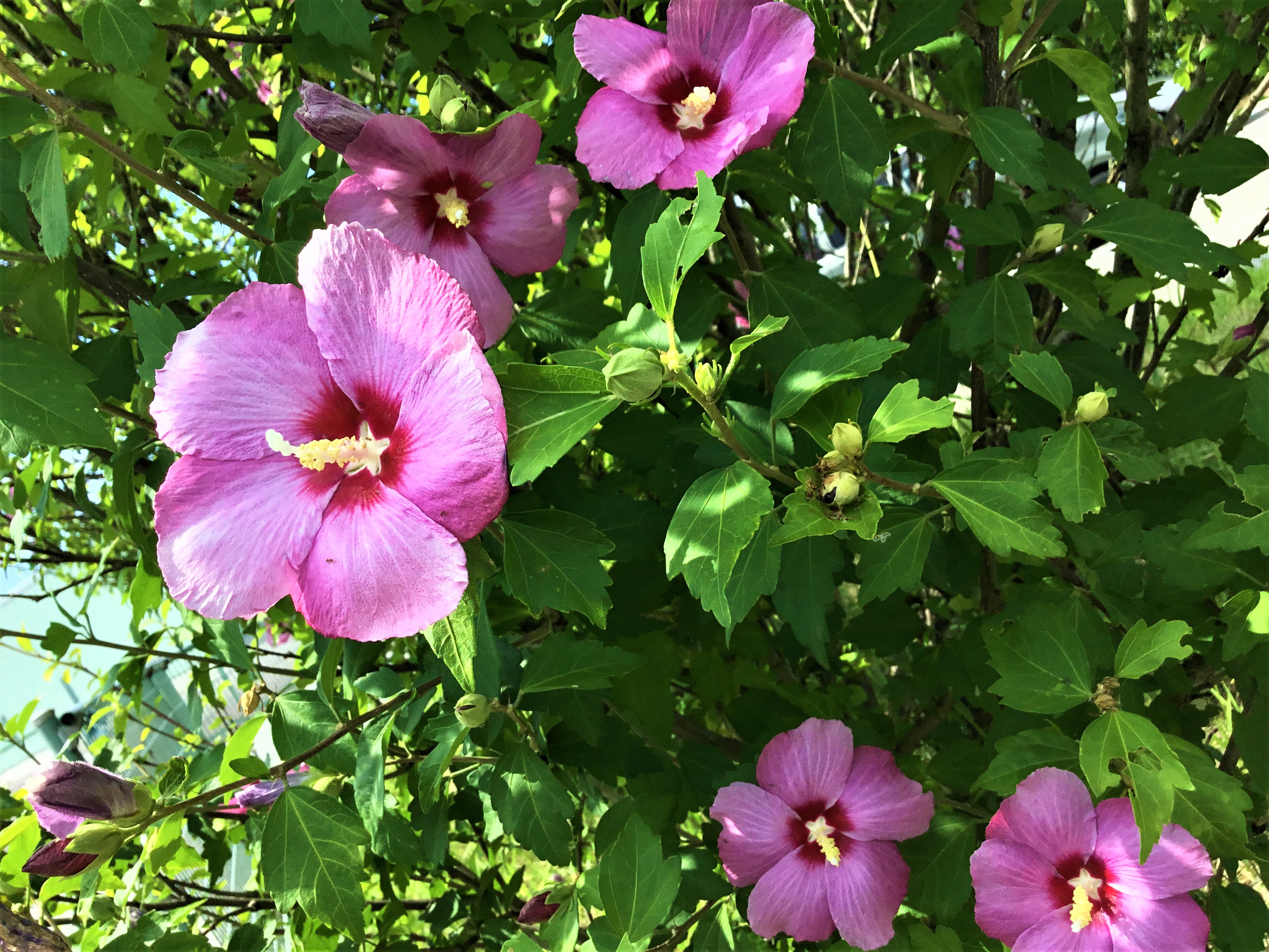 2018.7.10 芙蓉？ピンクのはな.JPG