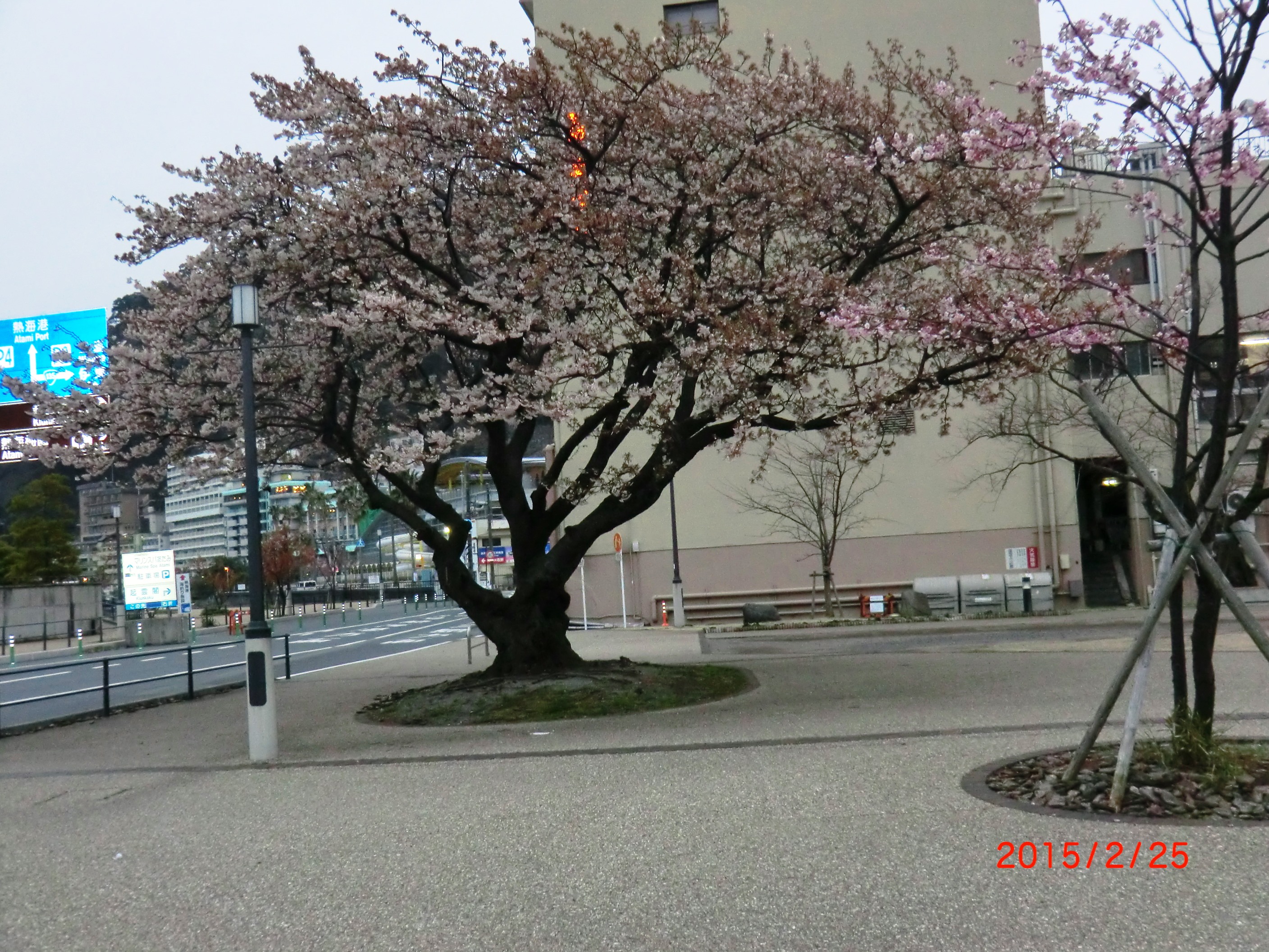 15-2-26さくら 002.JPG