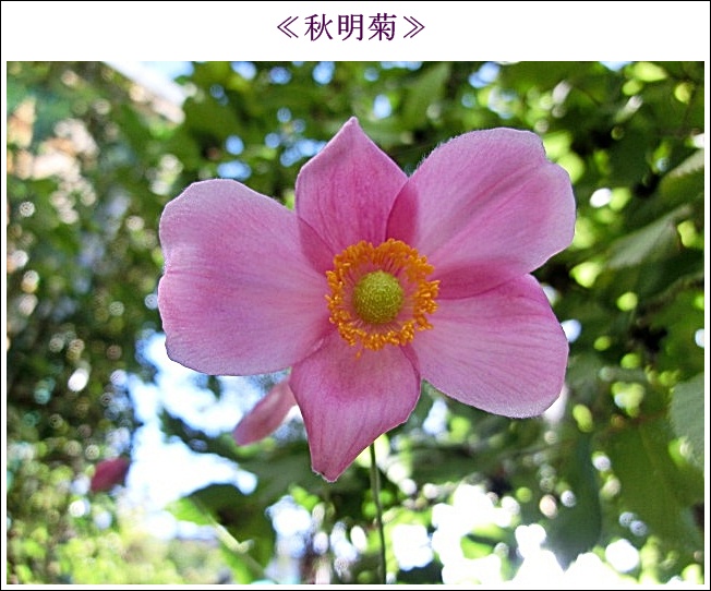 ピンク秋明菊CIMG0978.JPG