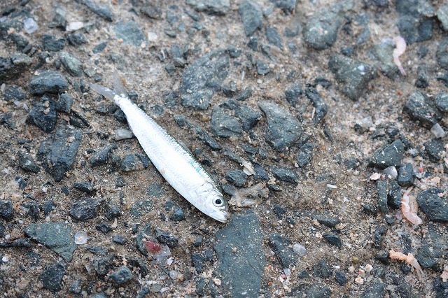 showPhoto (640×426)