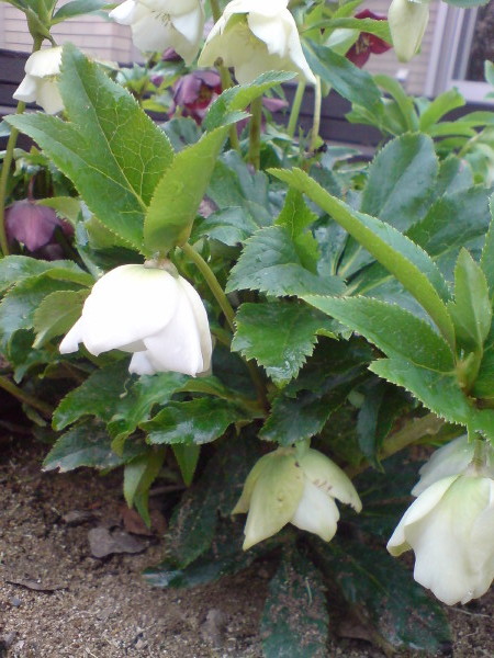 クリスマスローズ　白