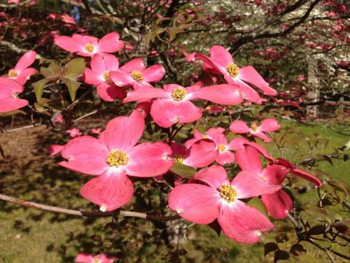 2013-05-10_08_26_08_Closeup_of_pink_dogwoods_at_the_Brendan_T._Byrne_State_Forest_headquarters.jpg