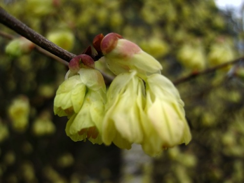 ヒュウガミズキの花が満開になりました トサミズキより木も花も小さいので ヒメミズキ と言われ それが訛ってヒュウガミズキになったという説などがあります しろうと自然科学者の自然観察日記 楽天ブログ