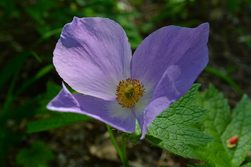 DSC_0593.jpg