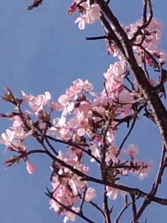 ソメイヨシノより少し濃いピンク2015