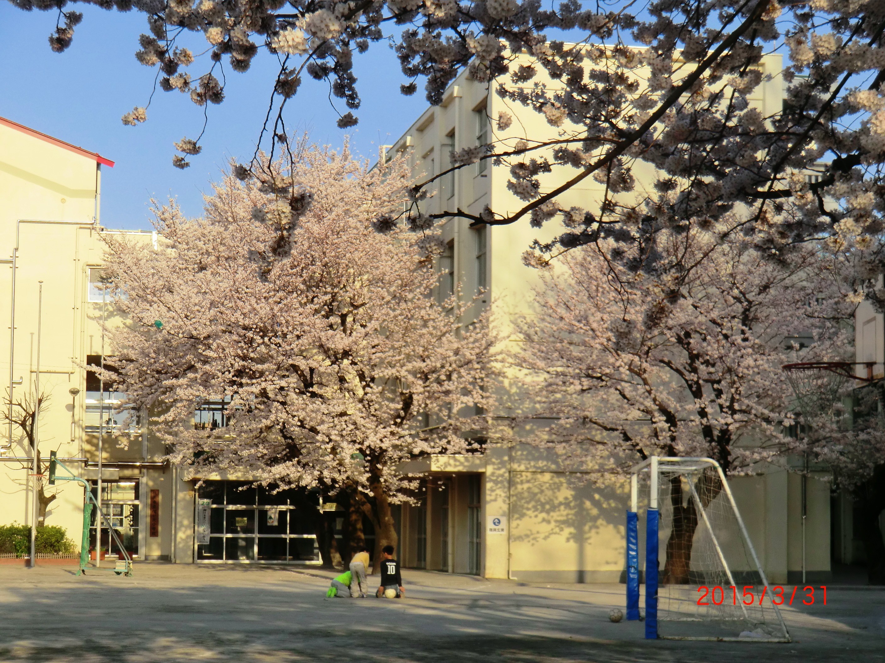 １５－４－１青葉台桜 008.JPG