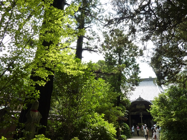6－5－46浄瑠璃寺（じょうるりじ）.JPG