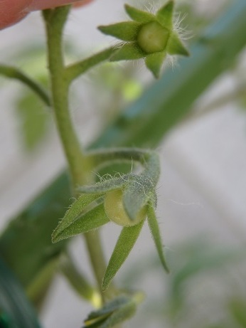 すでに　トマトっぽい