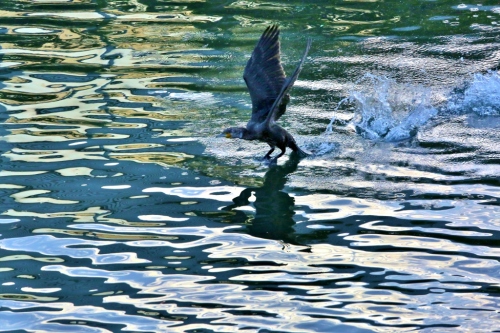 B97A5914 (1024x683).jpg