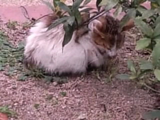 にゃ～寒い寒い2014