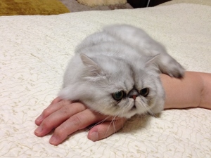 20140914013535346 (300x225).jpg