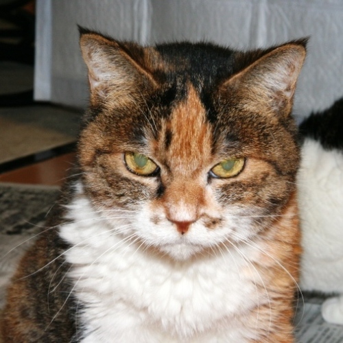 家族紹介用画像フォルダ