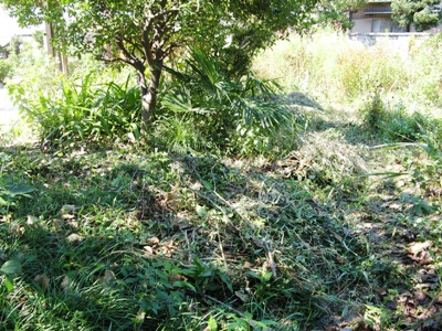 草取り 005.jpg