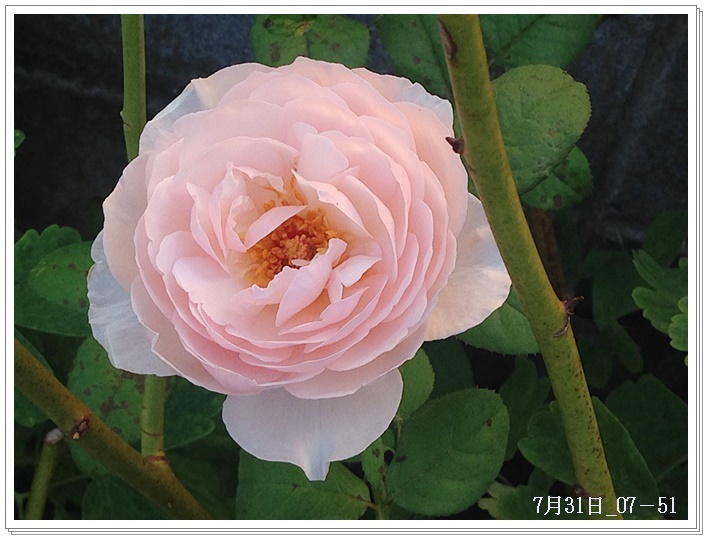 フレームヘリテージ開く2015-07-31_07-51-07.JPG