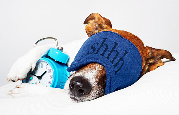Sleeping-Dog-Morning-Person_2.jpg