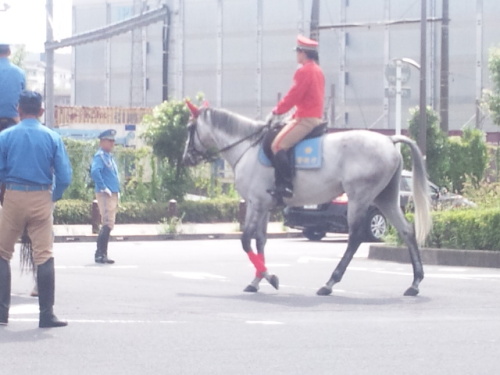 警視庁騎馬隊葦毛１