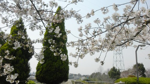 深北緑地の桜.JPG