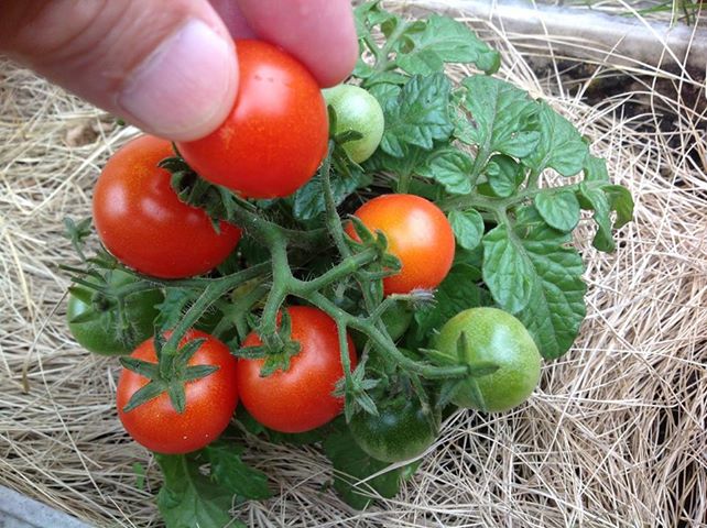 ミニトマト.jpg