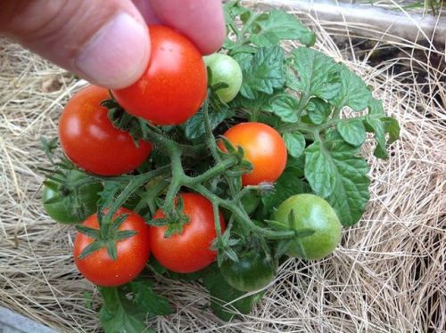 ミニトマト.jpg