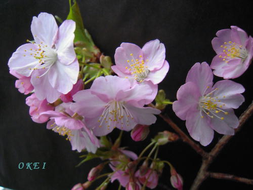 DSCN2128-s.JPG