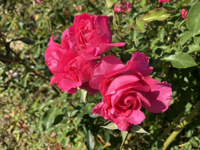 IMG_6037_R.jpg