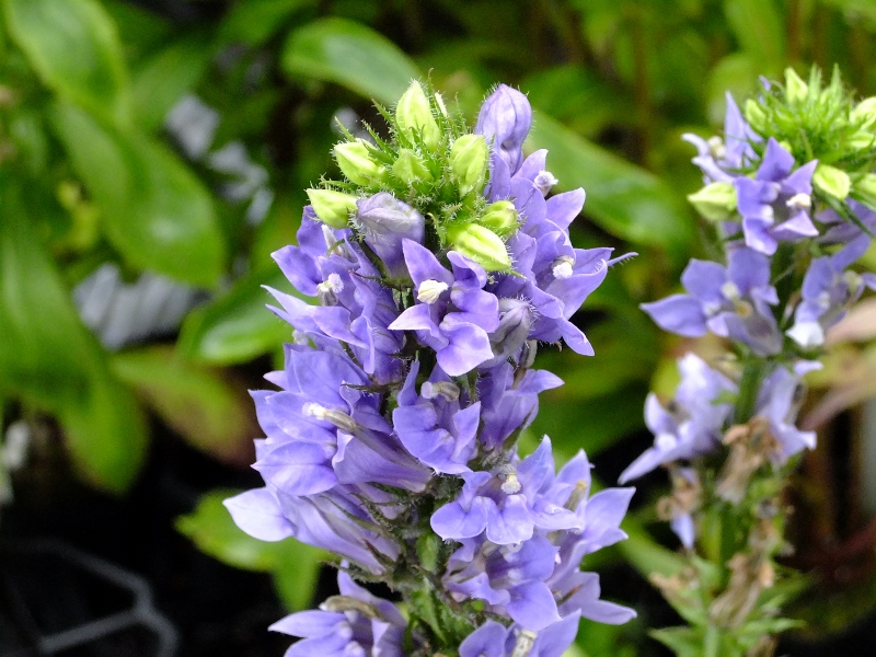 DSCF5496 (800x600).jpg