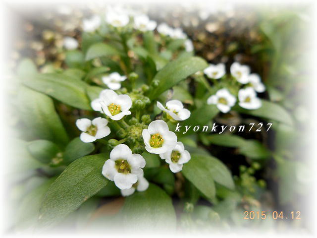 DSCN0721.jpg