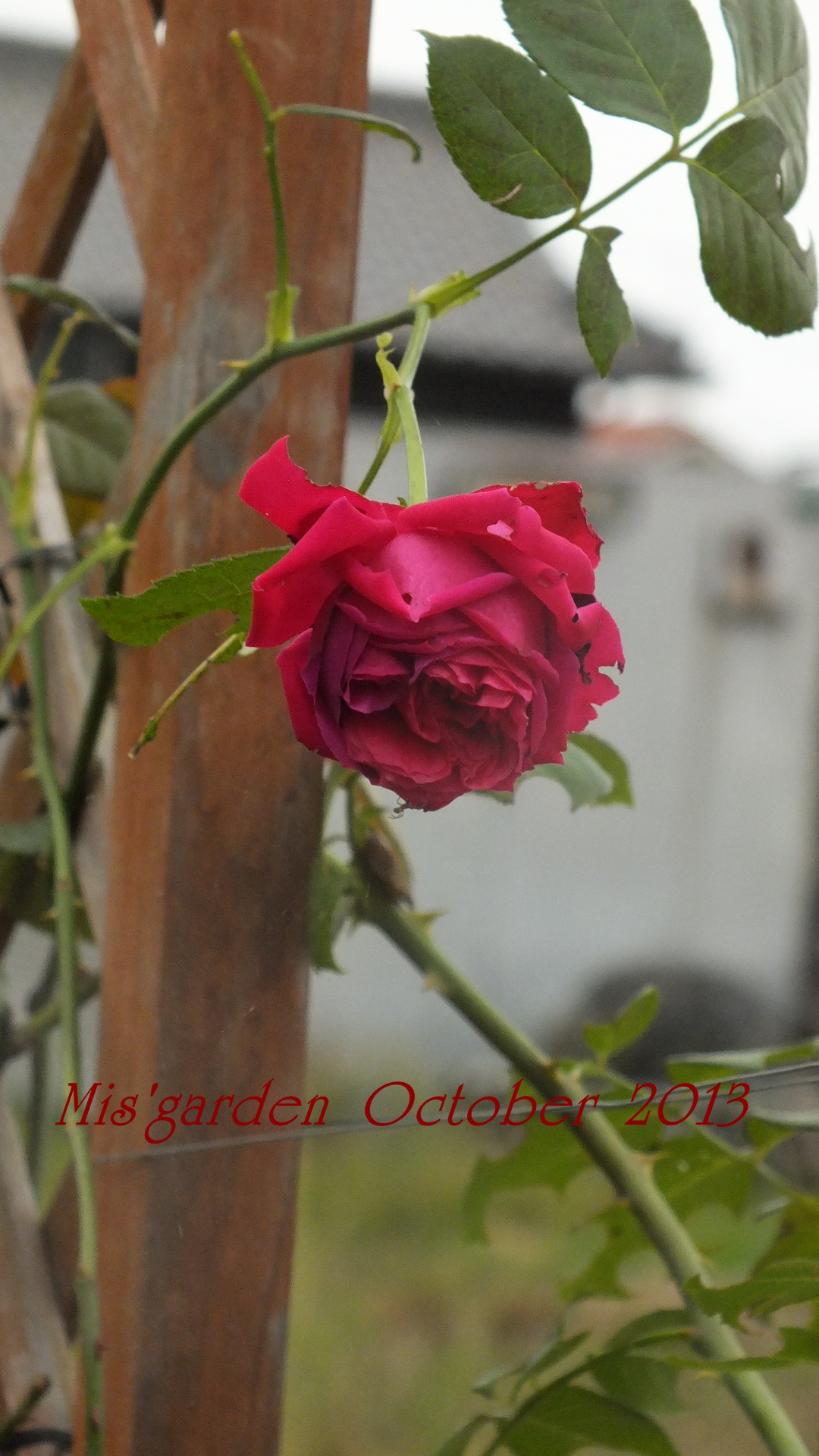 DSCF0767.JPG