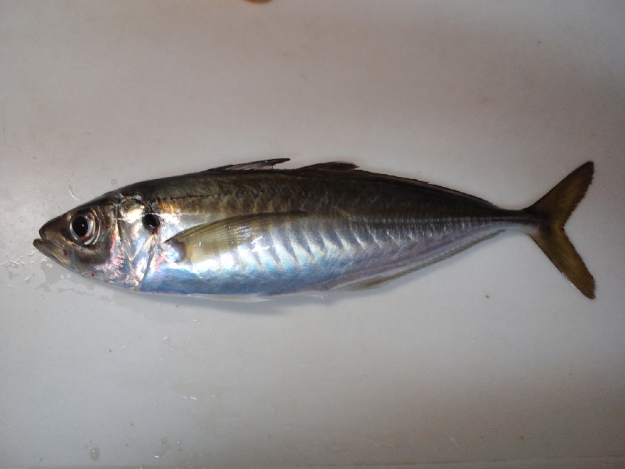 アジCA3J0018.jpg