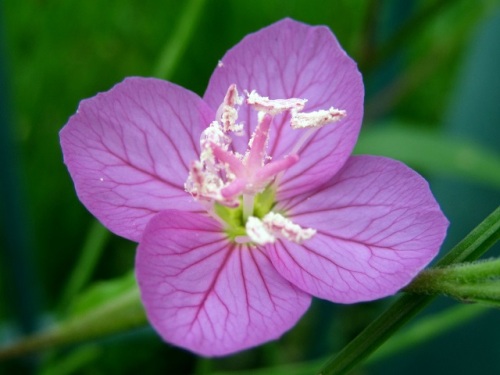 赤く化粧したような艶っぽい色の花が目立つアカバナユウゲショウの花 団地周辺で見かける帰化植物 その1 しろうと自然科学者の自然観察日記 楽天ブログ