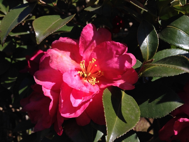 IMG_2563 (640x480).jpg