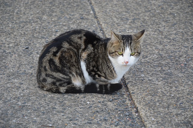 showPhoto (640×426)