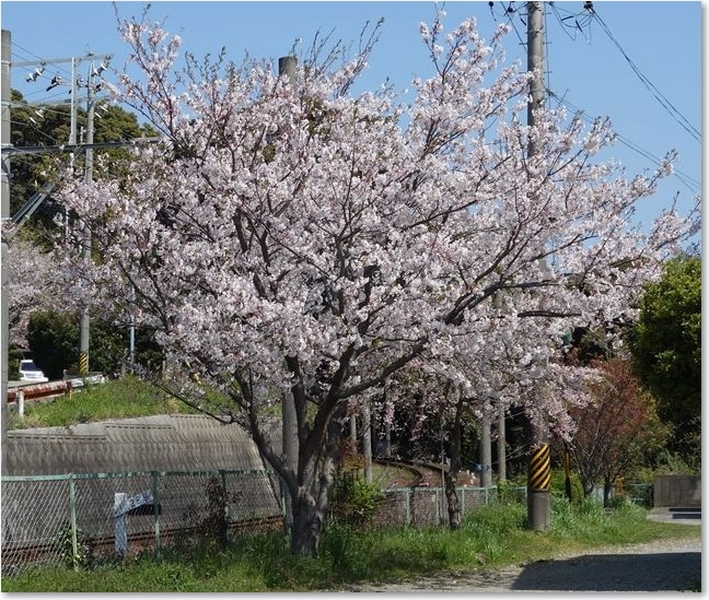 24むくろし横の桜R