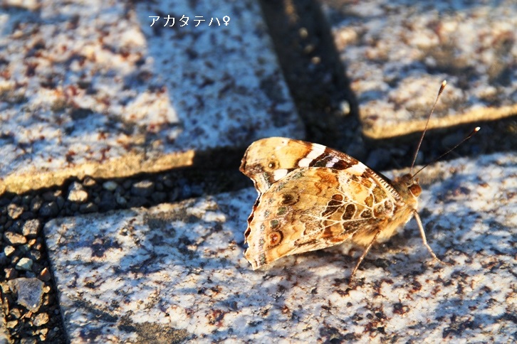 アカタテハ♀.jpg