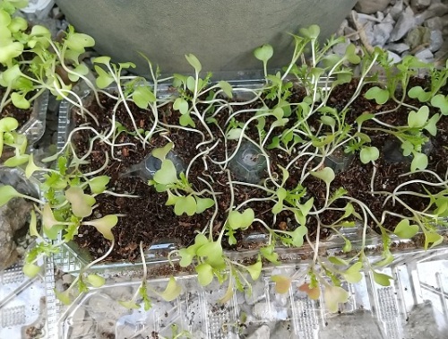 わさび菜と菜の花の芽を定植しました ゞ ネコ様とガーデニング 楽天ブログ