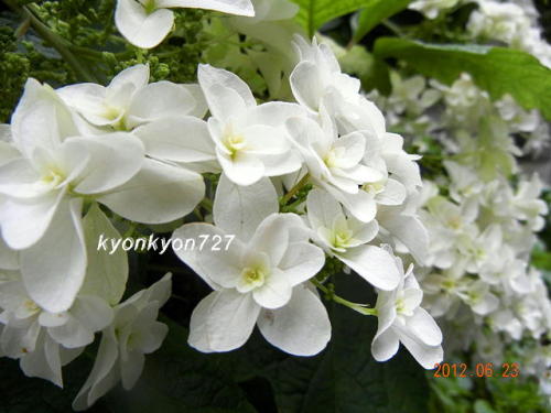 カシワバアジサイ4