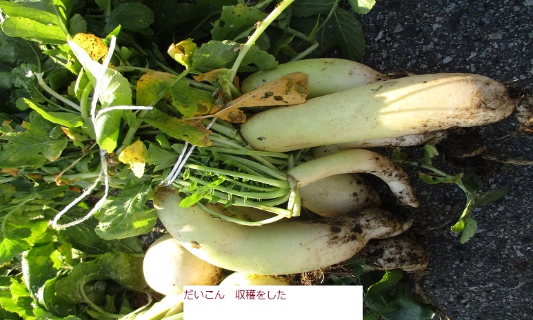たいこん.JPG