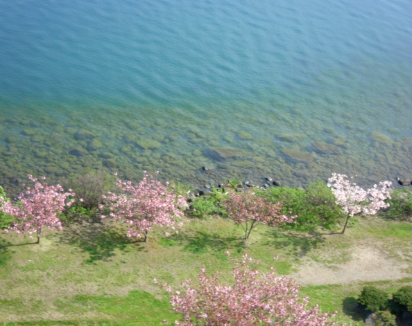 湖と桜2p.JPG