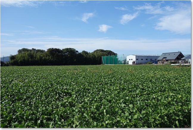 08広がる畑