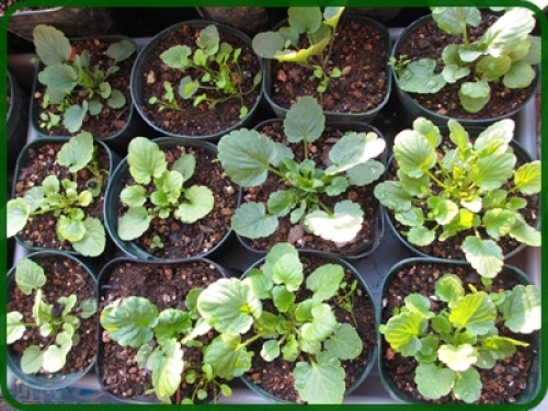 種から花を育てる の記事一覧 狭い庭を花いっぱいにする育て方 楽天ブログ
