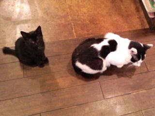 白黒猫と黒子猫