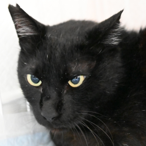 家族紹介用画像フォルダ